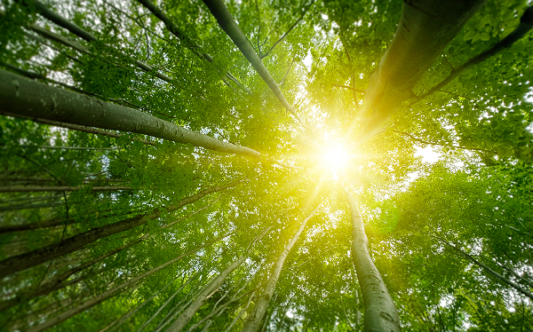 life in the forest