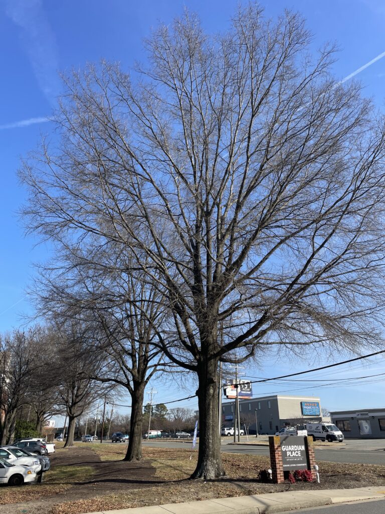 tree risk assessment