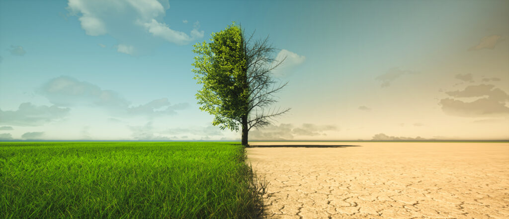 drought stressed tree